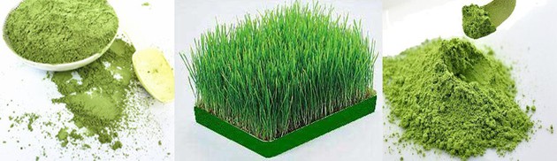 Best Organic Wheat Grass Juice Powder Best Organic Wheat Grass Juice Powder