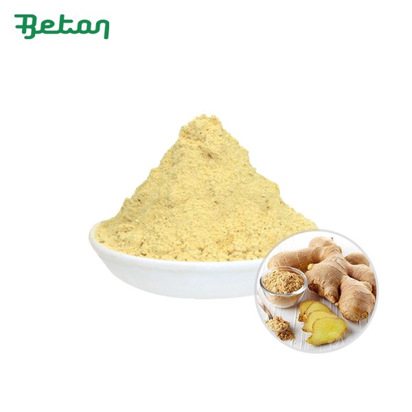 Polvere di estratto di radice di zenzero biologico